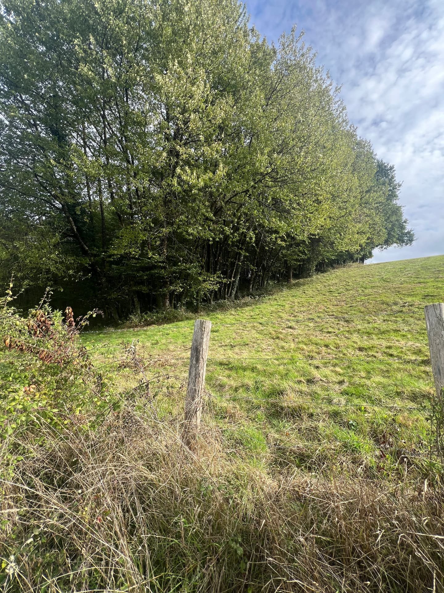 Hillside meadow bordering woodland
