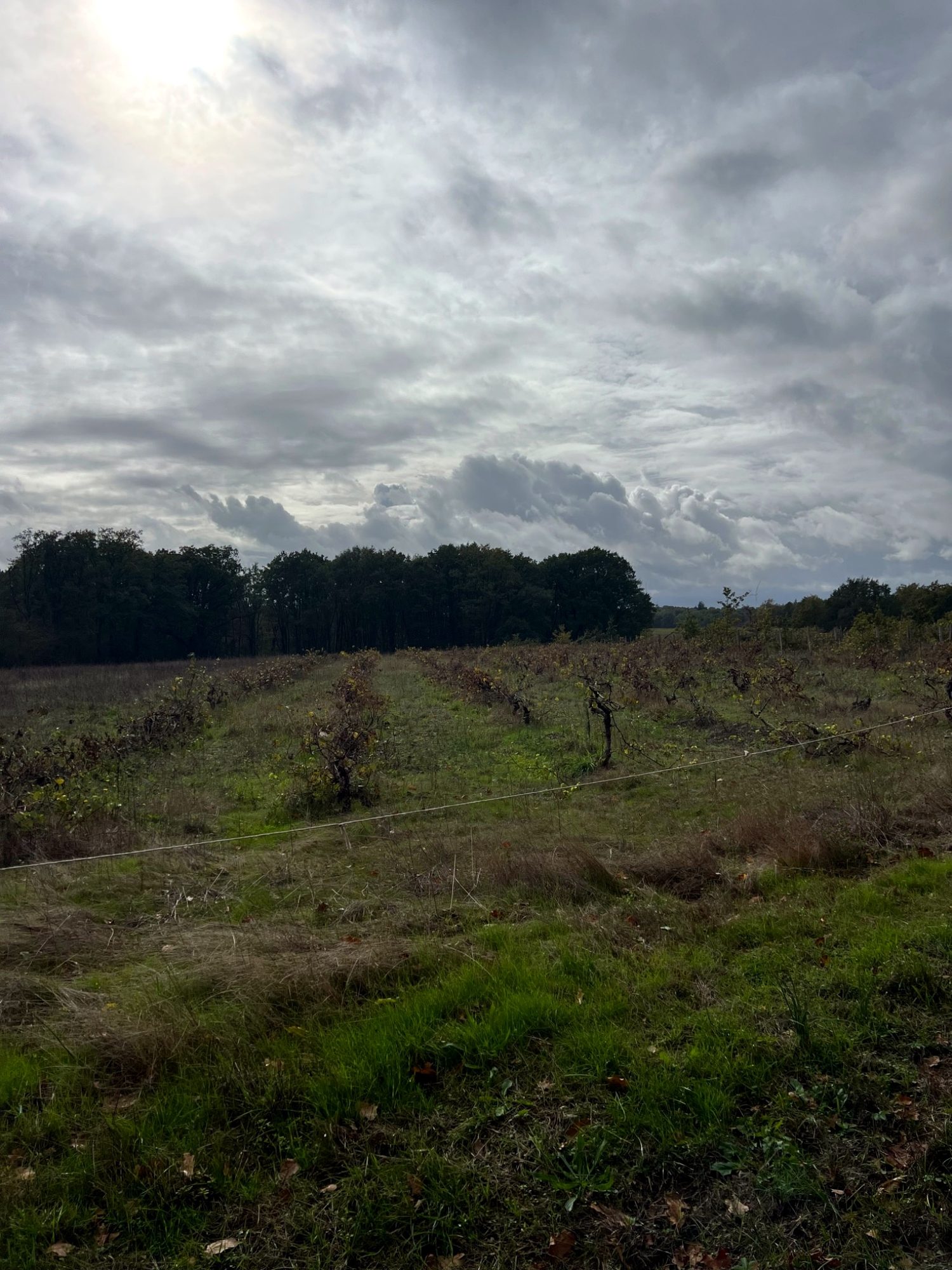 Agricultural land and plantation