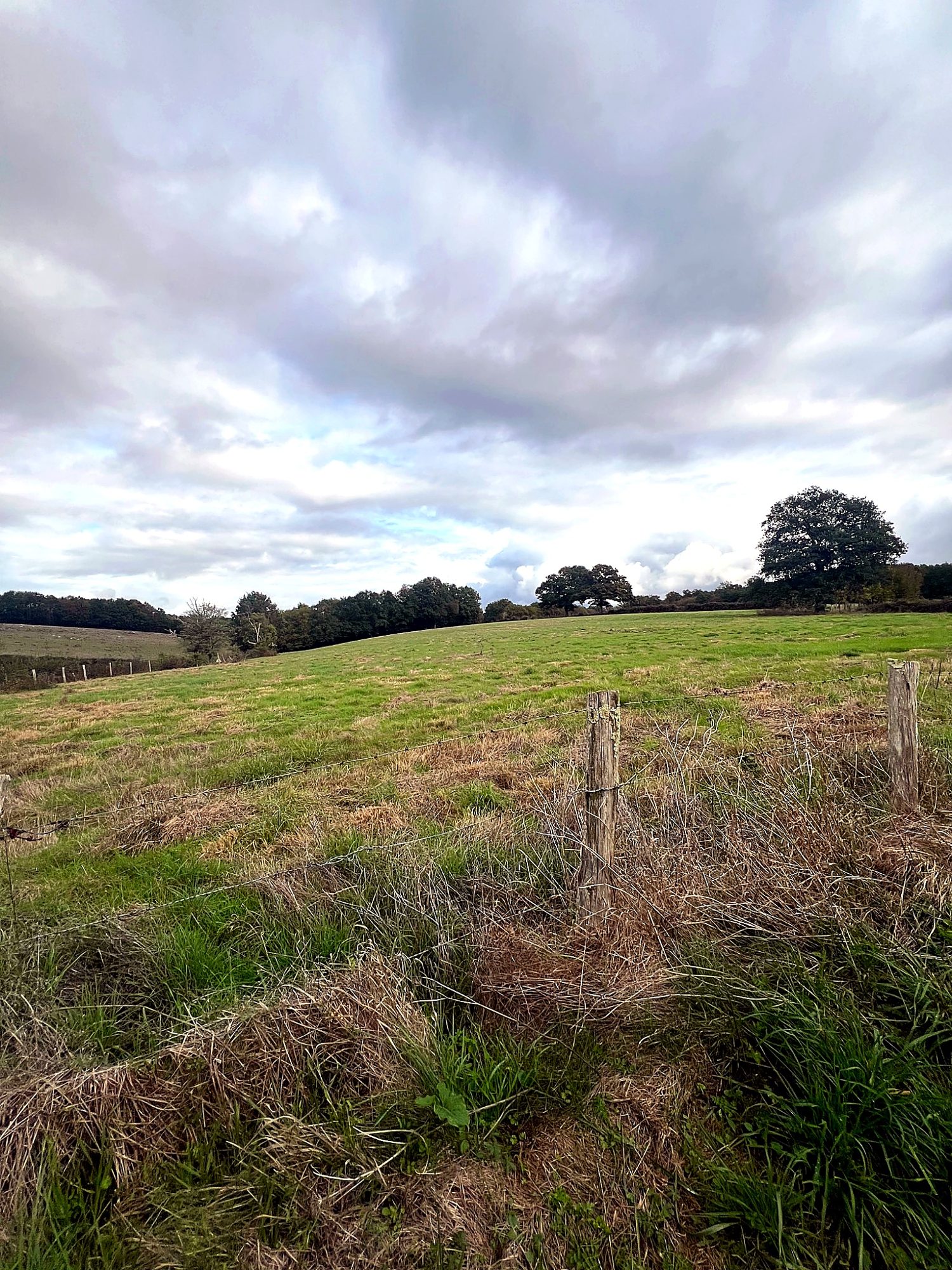 Rolling green pasture land